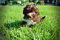 Baxter, a male Havanese and Poodle - Toy  for sale in Marshfield, MO – 9 of 10