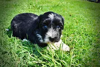 Trixie, a female Havanese and Poodle - Toy  for sale in Marshfield, MO – 8 of 9