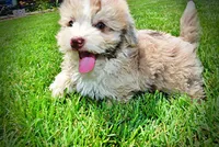 Espresso, a male Havanese and Poodle - Toy  for sale in Marshfield, MO – 8 of 10