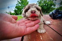 Star, a female Havanese and Poodle - Toy  for sale in Marshfield, MO – 4 of 10
