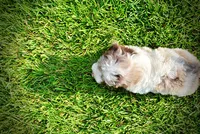 Simba-SUMMER SALE!!  $100 off listed price!!, a male Havanese and Poodle - Toy  for sale in Marshfield, MO – 4 of 9