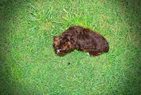 Vanity, a female Havanese and Poodle - Toy  for sale in Marshfield, MO – 3 of 10