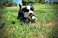 Inky, a male Havanese and Poodle - Toy  for sale in Marshfield, MO – 6 of 10