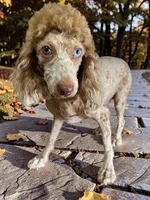 Gabby, a female Havanese and Poodle - Toy  for sale in Marshfield, MO – 10 of 10