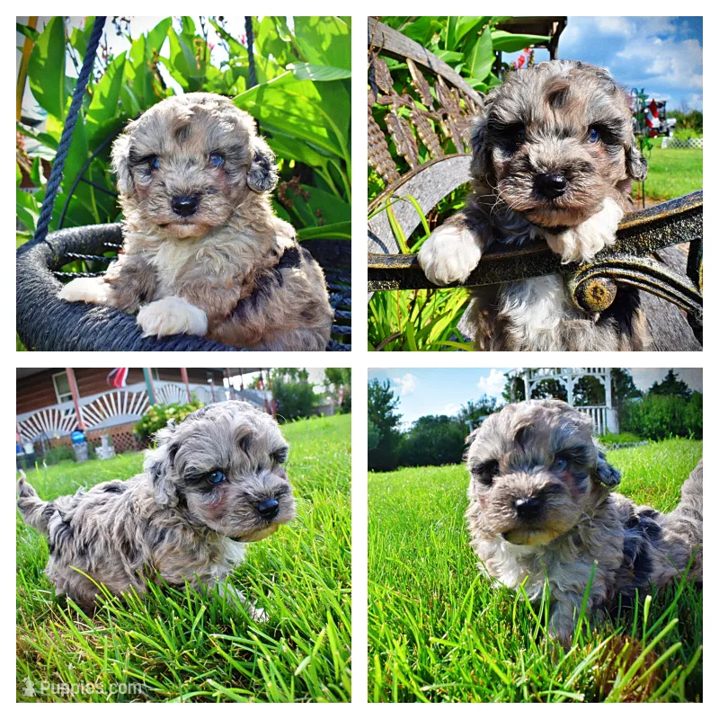 Huggles – Havanese, Poodle - Toy  puppy for sale in Marshfield, MO