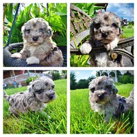 Huggles, a male Havanese and Poodle - Toy  for sale in Marshfield, MO – 1 of 10