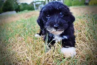 Kudos, a male Havanese and Havapoo for sale in Marshfield, MO – 4 of 10