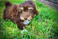 Elvira, a female Havanese and Poodle - Toy  for sale in Marshfield, MO – 9 of 10