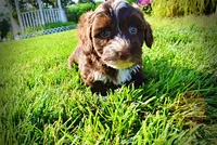 Tootsie--SUMMER SALE!!  $100 off listed price!!, a female Havanese and Poodle - Toy  for sale in Marshfield, MO – 5 of 9