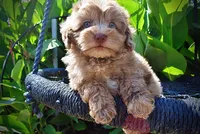 Innocent-LABOR DAY SALE-TAKE $100 OFF!!!, a male Havanese and Poodle - Toy  for sale in Marshfield, MO – 2 of 9