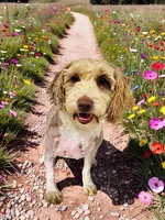 Bambi, a female Havanese and Poodle - Toy  for sale in Marshfield, MO – 9 of 9
