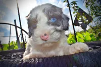 Skye-SUMMER SALE!!  $100 off listed price!!, a female Havanese and Poodle - Toy  for sale in Marshfield, MO – 6 of 10