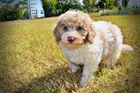 Noodles, a female Havapoo for sale in Marshfield, MO – 5 of 10