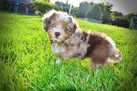 Elektra, a female Havanese and Poodle - Toy  for sale in Marshfield, MO – 8 of 10