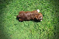 Tootsie, a female Havanese and Poodle - Toy  for sale in Marshfield, MO – 5 of 10