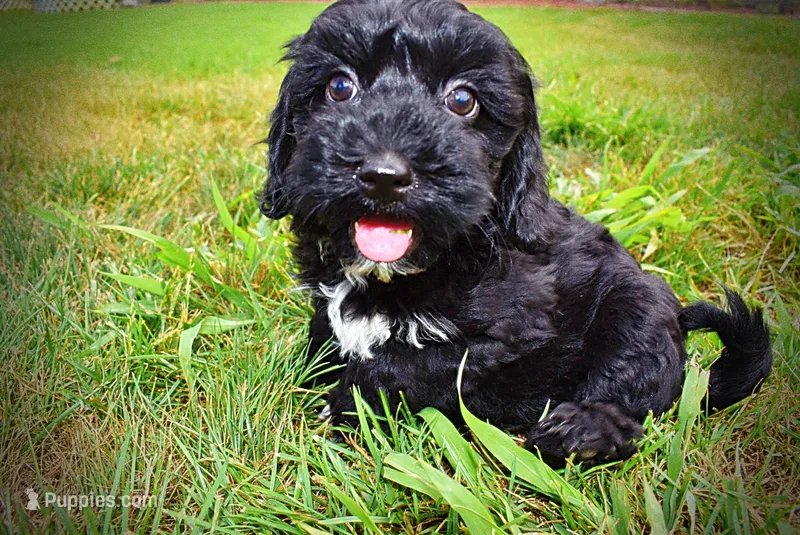 Harmony – Havanese, Poodle - Toy  puppy for sale in Marshfield, MO