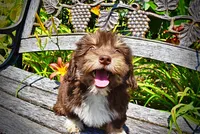 Elvira, a female Havanese and Poodle - Toy  for sale in Marshfield, MO – 4 of 10