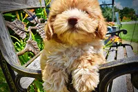 Ella, a female Havanese and Poodle - Toy  for sale in Marshfield, MO – 4 of 9