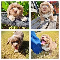 Oscar, a male Havapoo for sale in Marshfield, MO – 1 of 10