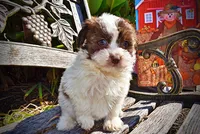 Noella, a female Havapoo for sale in Marshfield, MO – 5 of 10