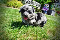 Indy, a male Havanese and Poodle - Toy  for sale in Marshfield, MO – 8 of 10