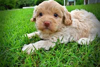 Valor, a male Havanese and Poodle - Toy  for sale in Marshfield, MO – 7 of 9
