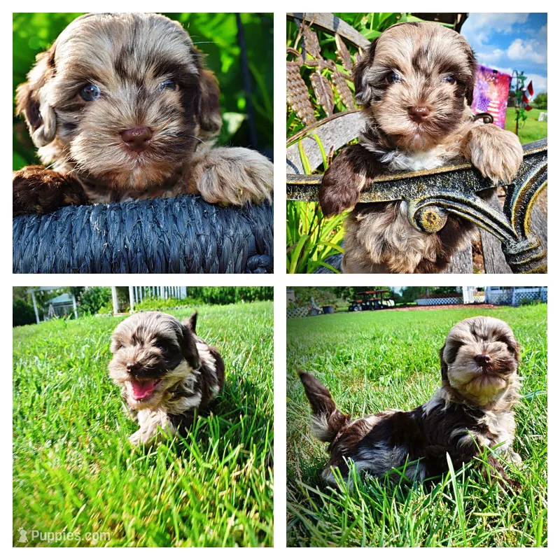 Heavenly – Havanese, Poodle - Toy  puppy for sale in Marshfield, MO