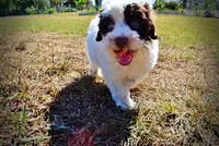 Nabisco, a male Havapoo for sale in Marshfield, MO – 8 of 10