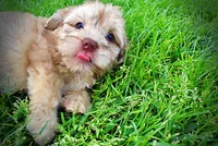 Presto-MEMORIAL DAY SALE-$150 OFF!!, a male Havanese and Poodle - Toy  for sale in Marshfield, MO – 7 of 10