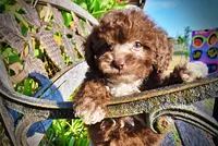 Lil Lady, a female Havapoo for sale in Marshfield, MO – 3 of 10