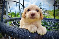 Alfie, a male Havanese and Poodle - Toy  for sale in Marshfield, MO – 6 of 7