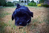 Kudos, a male Havanese and Havapoo for sale in Marshfield, MO – 5 of 10