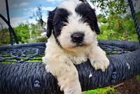 Shadow, a male Havanese and Poodle - Toy  for sale in Marshfield, MO – 4 of 10
