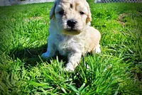 Nacho, a male Havanese and Poodle - Toy  for sale in Marshfield, MO – Photo 7 of 10