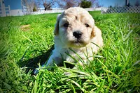 Nacho, a male Havanese and Poodle - Toy  for sale in Marshfield, MO – Photo 4 of 10