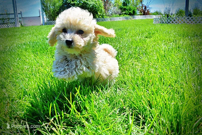 Nacho – Havanese, Poodle - Toy  puppy for sale in Marshfield, MO