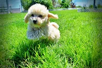 Nacho, a male Havanese and Poodle - Toy  for sale in Marshfield, MO – Photo 1 of 9