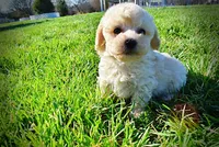 Nacho, a male Havanese and Poodle - Toy  for sale in Marshfield, MO – Photo 9 of 10