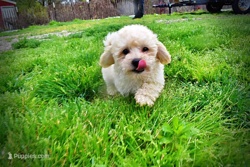 Nacho – Havanese, Poodle - Toy  puppy for sale in Marshfield, MO