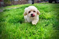 Nacho, a male Havanese and Poodle - Toy  for sale in Marshfield, MO – Photo 8 of 9