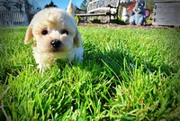 Nacho, a male Havanese and Poodle - Toy  for sale in Marshfield, MO – Photo 8 of 10