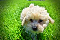 Nacho, a male Havanese and Poodle - Toy  for sale in Marshfield, MO – Photo 6 of 9