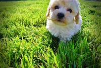 Nacho, a male Havanese and Poodle - Toy  for sale in Marshfield, MO – Photo 7 of 10