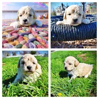 Nacho, a male Havanese and Poodle - Toy  for sale in Marshfield, MO – Photo 10 of 10