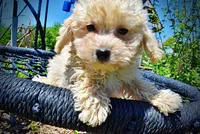 Nacho, a male Havanese and Poodle - Toy  for sale in Marshfield, MO – Photo 2 of 9