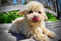 Nacho, a male Havanese and Poodle - Toy  for sale in Marshfield, MO – Photo 4 of 9