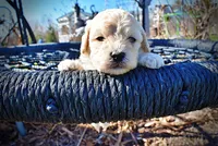 Nacho, a male Havanese and Poodle - Toy  for sale in Marshfield, MO – Photo 3 of 10