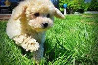 Nacho, a male Havanese and Poodle - Toy  for sale in Marshfield, MO – Photo 7 of 9