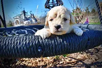 Nacho, a male Havanese and Poodle - Toy  for sale in Marshfield, MO – Photo 2 of 10