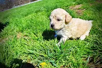 Nacho, a male Havanese and Poodle - Toy  for sale in Marshfield, MO – Photo 8 of 10